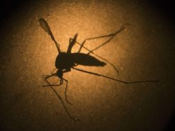 El año pasado, las autoridades brasileñas confirmaron apenas siete casos de fiebre amarilla. AP / ARCHIVO