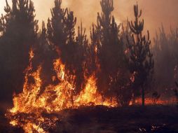 La Onemi reportó 40 incendios activos, con una superficie de 139 mil nueve hectáreas, 47 incendios controlados, y 14 extinguidos. EFE / E. González