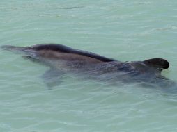 Señalan que en un video difundido en redes, se aprecia cuando vacacionistas posan para tomarse una selfie con el animal. NTX / ARCHIVO