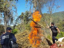 El sembradío de casi dos hectáreas en El Ranchito fue localizado gracias a una denuncia anónima. ESPECIAL /