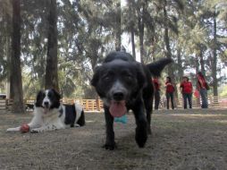 Cansar a tu perro antes del viaje te garantiza un traslado tranquilo por parte de tu acompañante. EL INFORMADOR / ARCHIVO