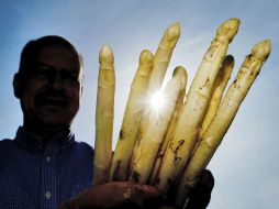 En México la cosecha de  espárragos se ubicó como uno de los más altos en el sector hortofrutícola y promedia 166 mil 843 toneladas. EFE / ARCHIVO