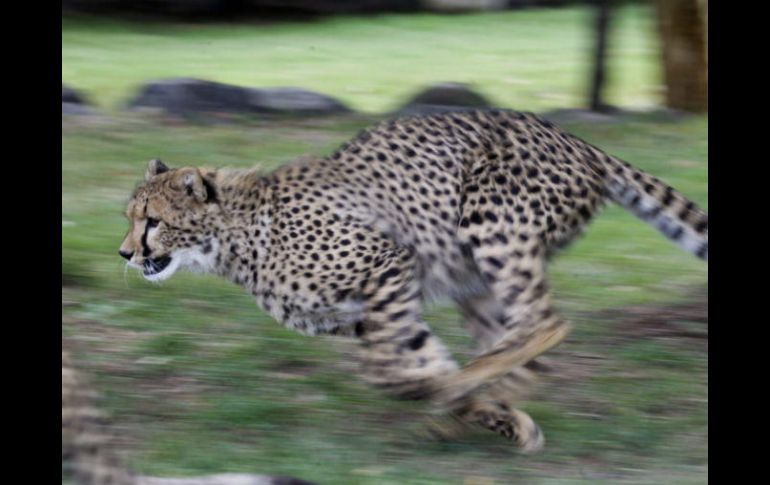 El grupo conservacionista Panthera dice que ha donado más de 14 mil pieles falsas, y piensa donar otras cuatro mil pronto. EFE / ARCHIVO