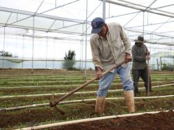 El sector servicios y agropecuario representaron un crecimiento económico con la tasa más baja de los últimos dos años. EL INFORMADOR / ARCHIVO