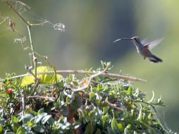 El descubrimiento del nido y el huevo pudiera retrasar el proyecto por varias semanas. EL INFORMADOR / ARCHIVO