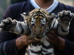Los animales, nacidos a principios de diciembre, crecen en condiciones óptimas. AFP / M. Recinos
