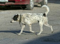 Exigen justicia para castigar a las personas sin escrúpulos que realizan este tipo de acciones. EL INFORMADOR / ARCHIVO