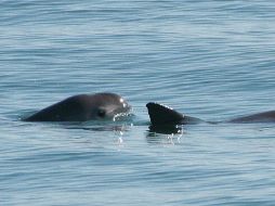Los expertos mexicanos han diseñado planes para atrapar a las vaquitas marinas y encerrarlas en rediles para su protección. EFE / ARCHIVO