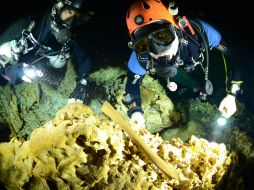 Los ejemplares podrían pertenecer a alguna especie de oso de la era geológica del Pleistoceno, del género Arctotherium. NTX / @INAHmx