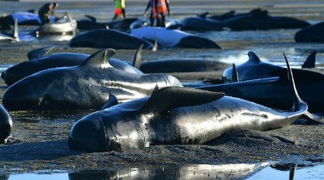 La bahía de Golden, que tiene aguas poco profundas, es conocida por este tipo de incidentes. AFP / M. Melville