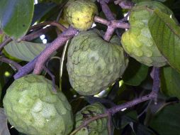 La chirimoya es una fruta tropical de invierno, cuya mejor época de cosecha va de diciembre a febrero. AP / ARCHIVO