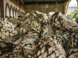 Las expectativas del CRT son exportar 200 millones de litros de tequila este 2017. EL INFORMADOR / ARCHIVO