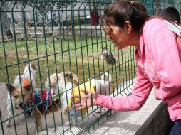 La Unidad de Protección Animal dentro del Parque González Gallo, puede visitarse de lunes a viernes de 9:00 a 14:00 horas. EL INFORMADOR / M. Vargas