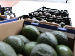El aguacate se encuentra en 50.72 pesos, es decir, 9.87 pesos más con respecto a la semana pasada. EL INFORMADOR / ARCHIVO