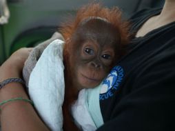La pequeña ahora es cuidada por personal de la ONG, la alimentan con leche con vitaminas y le cambian los pañales. AFP / A. Berry