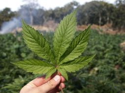 En ocho estados de EU, incluído Washington, D.C. han legalizado la mariguana para uso recreativo. SUN / ARCHIVO