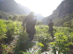 El predio tenía una extensión de 350 metros cuadrados, las plantas del sitio tenía una altura aproximada de 20 centímetros. EL INFORMADOR / ARCHIVO