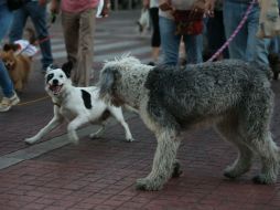 El estado de Oaxaca cuenta con una Ley de Protección Animal que castiga hasta con cuatro años de cárcel a quien actúe contra éstos. EL INFORMADOR / ARCHIVO