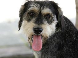 Esta modalidad traerá consigo una intensa relación afectiva, creativa y divertida entre dueño y animal. EL INFORMADOR / ARCHIVO