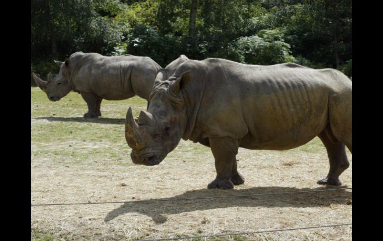 El animal ejecutado, 'Vince', era un joven macho de cuatro años, que había llegado a Thoiry en marzo de 2015. AFP / M. Bureau