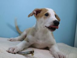 Con un perro en casa se tendrá el mejor recibimiento después de un largo día laboral o escolar. EFE / ARCHIVO