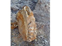 El hallazgo se realizó durante la búsqueda de moluscos pleistocénicos. TWITTER / @INAHmx