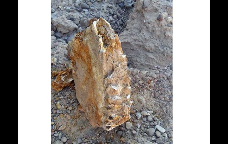 El hallazgo se realizó durante la búsqueda de moluscos pleistocénicos. TWITTER / @INAHmx