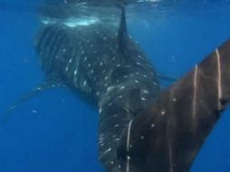 El nado con el Tiburón Ballena, es uno de los espectáculos más formidables e inolvidables. ESPECIAL / dicapaclatinoamerica.com/en