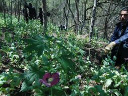 El plantío de amapola contaba con una superficie de cinco mil 800 metros y contaba con más de 23 mil plantas  del narcótico. NTX / ARCHIVO