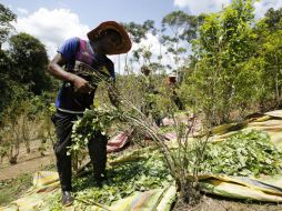 Los campesinos aún temen que la coca desaparezca dejando la zona como un desierto de pobreza. AP / F. Vergara