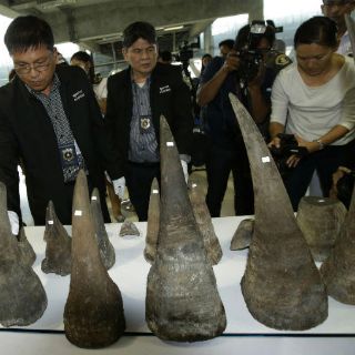 Tailandia incauta 21 cuernos de rinoceronte procedentes de Etiopía