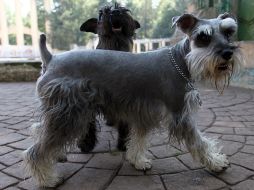 Se busca limitar el uso de las mascotas en publicidad y espectáculos, así como prohibir las amputaciones por motivos no curativos. NTX / ARCHIVO