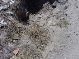 Un juez ordenó la suspensión de las obras en la avenida Ángel Leaño. ESPECIAL / Cómite Salvabosque