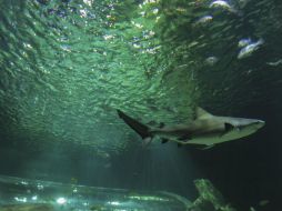 El acuario tendrá cuatro mil ejemplares de 150 especies. Los tiburones serán los preferidos por los visitantes. EL INFORMADOR / F. Atilano
