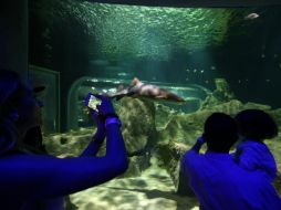 Las entradas tienen un costo ver 199 pesos para adultos y 120 para niños y personas de la tercera edad. EL INFORMADOR / R. Tamayo