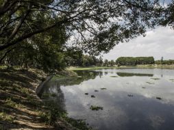 El valor neto de los árboles derribados es de seis MDP pero disminuyó a 500 mil por varios factores. EL INFORMADOR / ARCHIVO