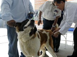 Durante el año 2016 no se presentaron casos de rabia en humanos ni en perros. EL INFORMADOR / ARCHIVO