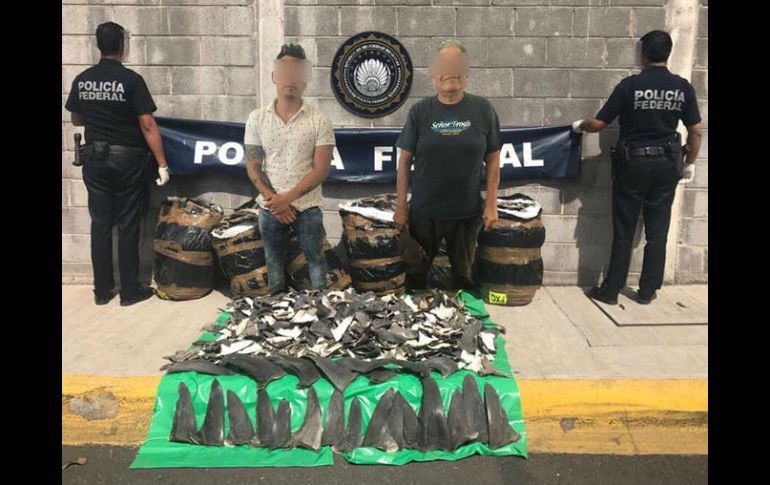 Al inspeccionar se hallaron al interior de paquetes confeccionados en plástico y cinta de color café las aletas de tiburón. TWITTER / @PoliciaFedMx
