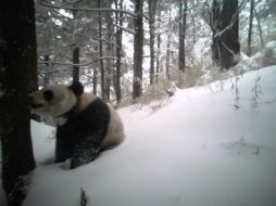La panda vive en  un entorno adecuado donde tiene acceso suficiente a bambú,  principal alimento para su especie. TWITTER / @XHNews