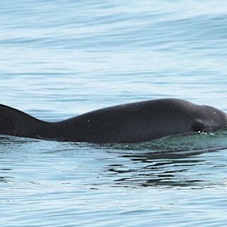 Amplían prohibición de pesca en el Golfo de California