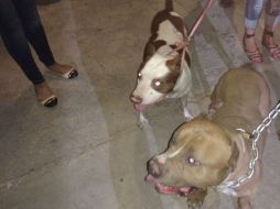 Los ladridos alertaron a los bomberos ESPECIAL /