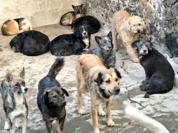 Los perros ya cuentan con expediente clínico y placas de identificación, para un mejor manejo. TWITTER / @PROPAEMOR