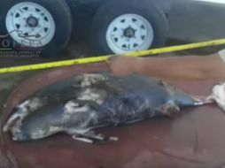 La vaquita marina fue encontrado a 20 kilómetros al noreste de San Felipe, Baja California. YOUTUBE / PROFEPA MX