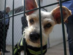 Gracias a este protocolo, se tiene una aceptación del 99% de los animales, el 1% restante, regresa a la dirección. EL INFORMADOR / ARCHIVO