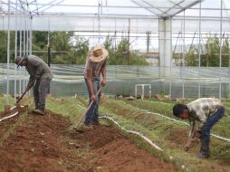 Jalisco tiene un componente agrícola, industrial y de servicios que equilibran su economía. EL INFORMADOR / ARCHIVO