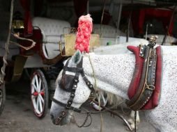 Hasta ahora, el Ayuntamiento de Guadalajara mantiene los operativos de supervisión con los que se vigila la salud de los equinos. EL INFORMADOR / ARCHIVO