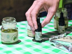 El uso de la cannabis beneficiará a pacientes con esclerosis múltiple, glaucoma, cáncer, trastornos neurológicos y epilepsia. AFP /