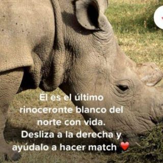 Rinoceronte blanco busca pareja en Tinder
