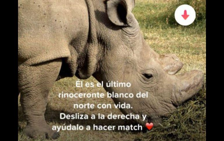 La campaña 'El soltero más codiciado del mundo' busca conseguir donativos para costear un proyecto de reproducción. ESPECIAL / Tinder