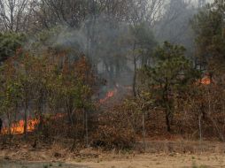 El análisis preliminar arroja que en la mayoría del terreno, el daño fue de manera superficial EL INFORMADOR / G. Gallo